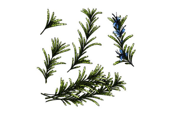 Download Rosemary Set Sketch Hand Drawn Vector - Rosemary Collection