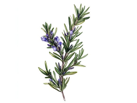 Download 10 Sprig of Rosemary Herbal Clipart Set - Rosemary Collection