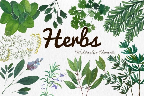 Download Watercolor Herbs Rosemary Sage Dill - Rosemary Collection